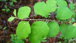 Image of common snowberry