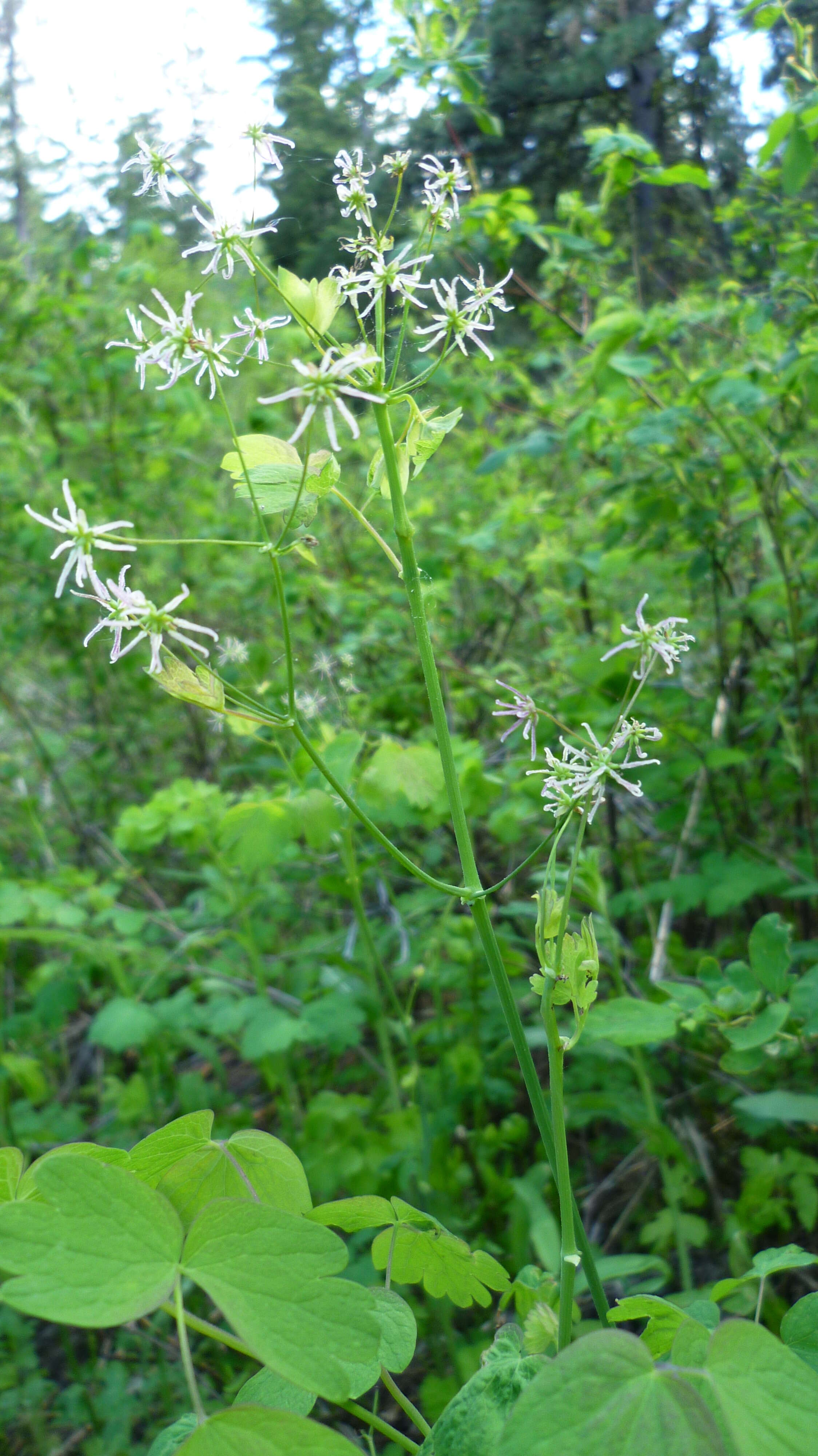 Image of western meadow-rue