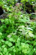 Image of western meadow-rue