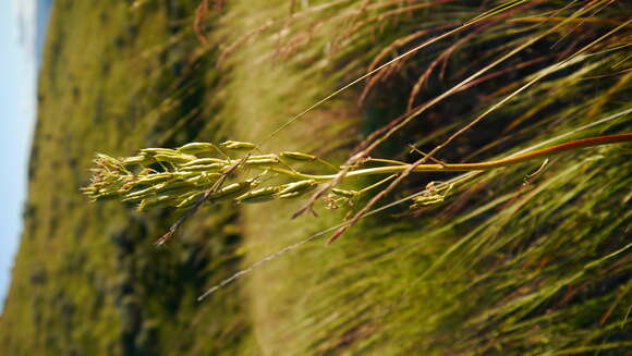 Image of foothill deathcamas