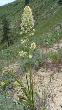 Image of foothill deathcamas