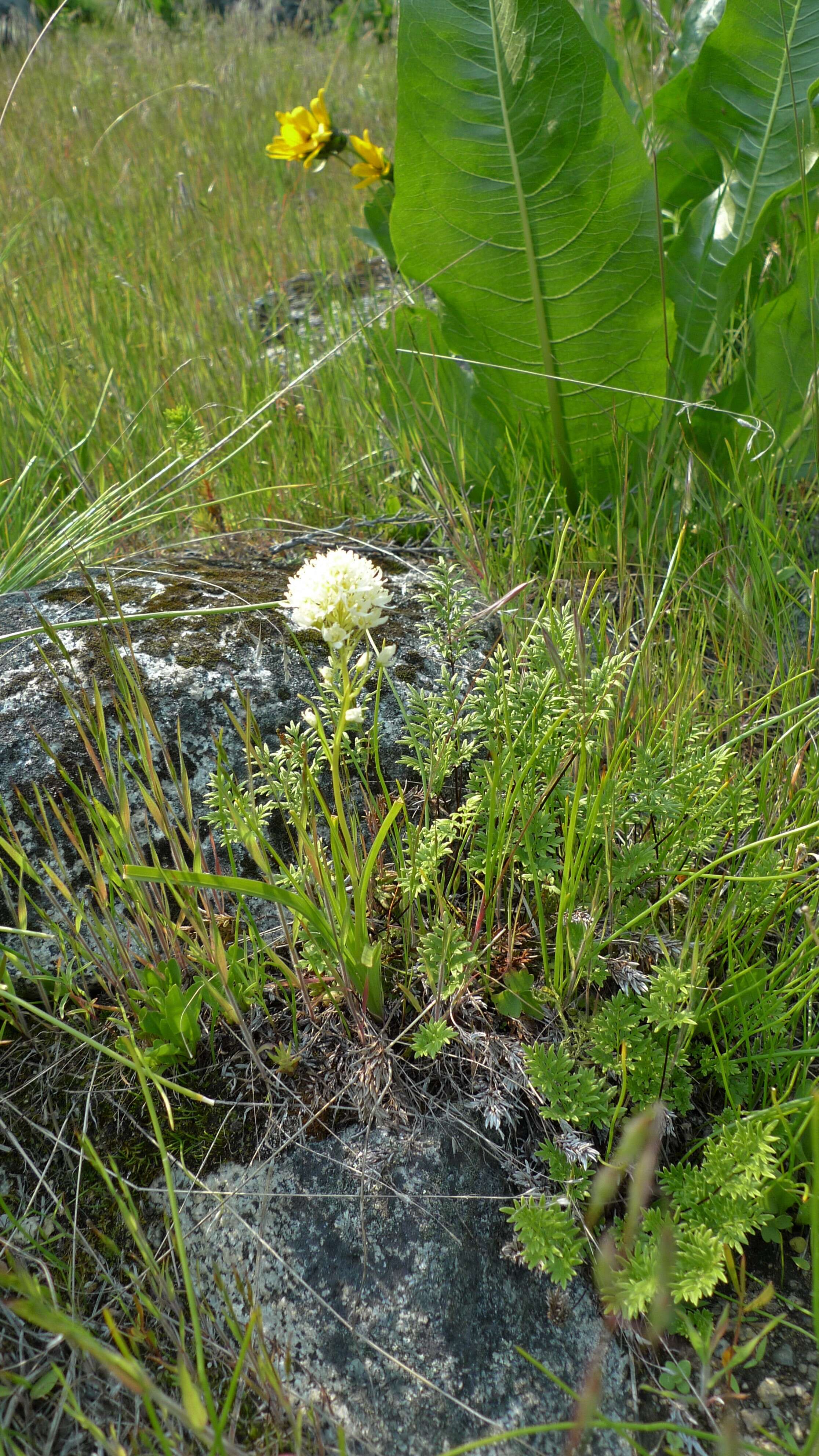 Image of meadow death camas