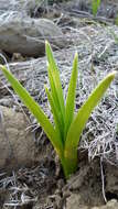 Image of foothill deathcamas