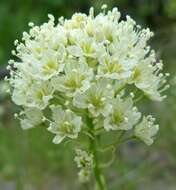 Image of meadow death camas