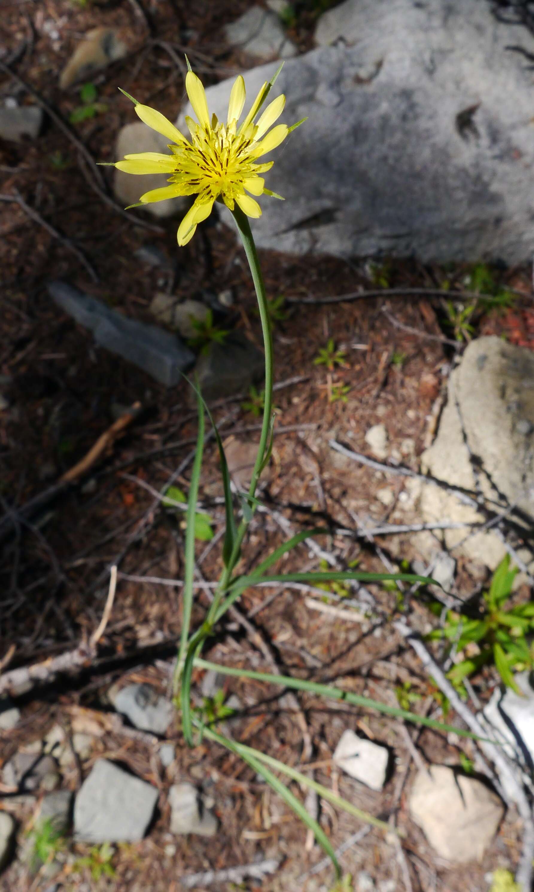 Image of yellow salsify