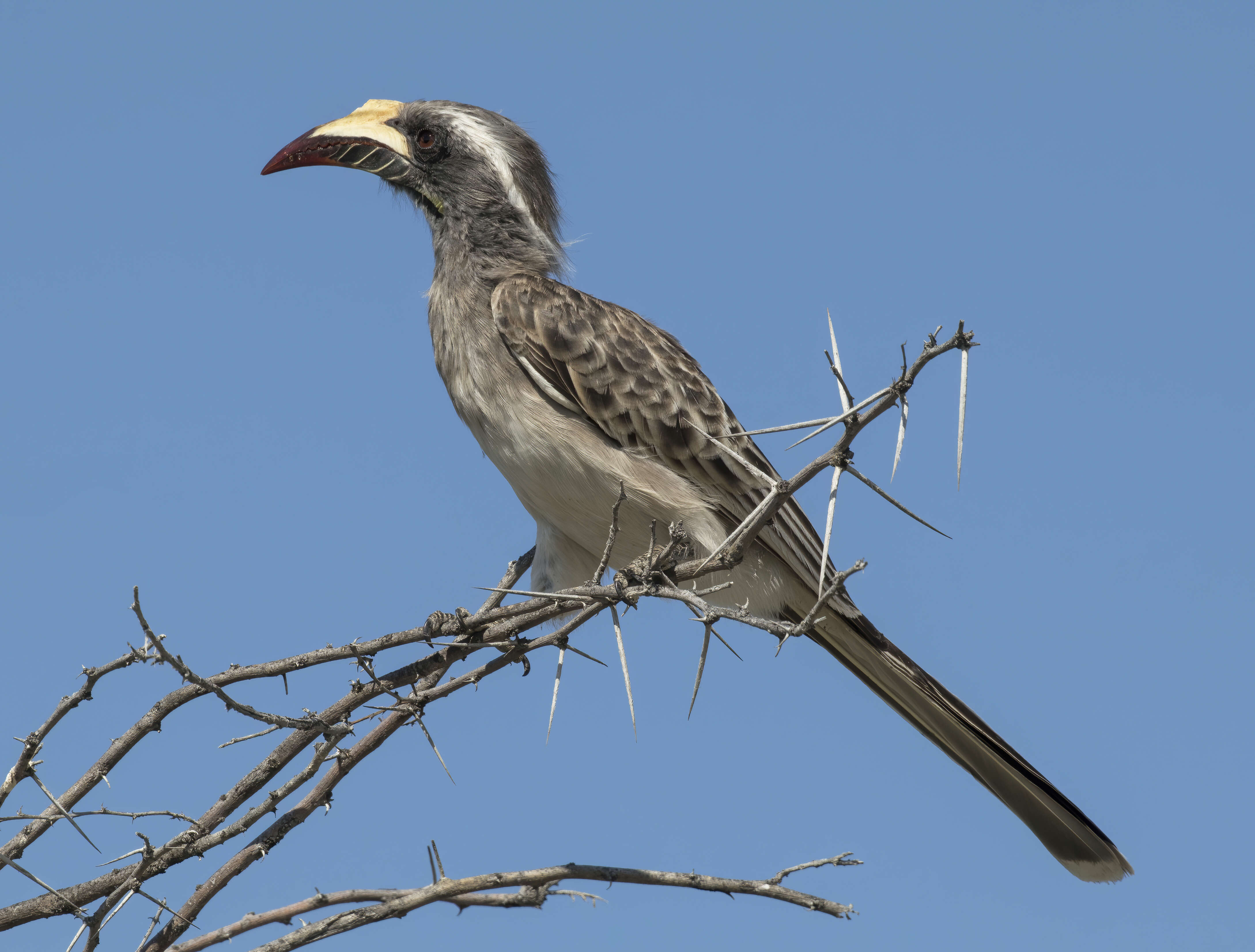 Image of African Grey Hornbill