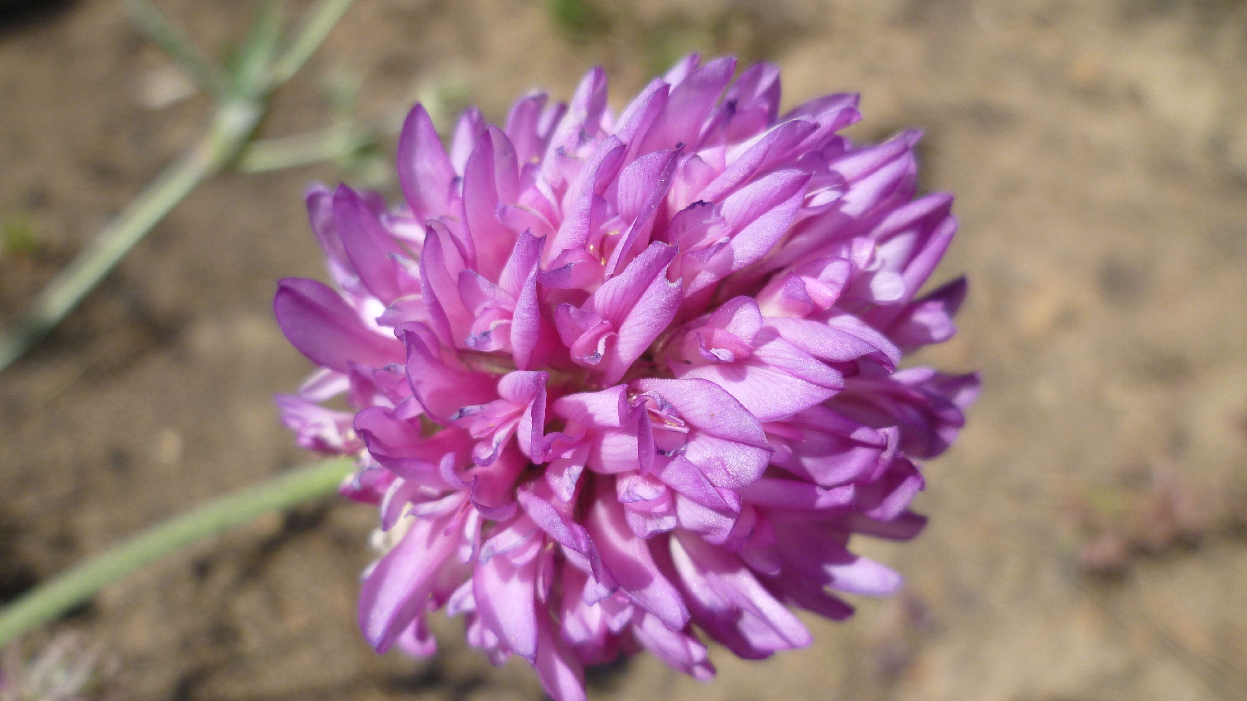 Image of Thompson's clover