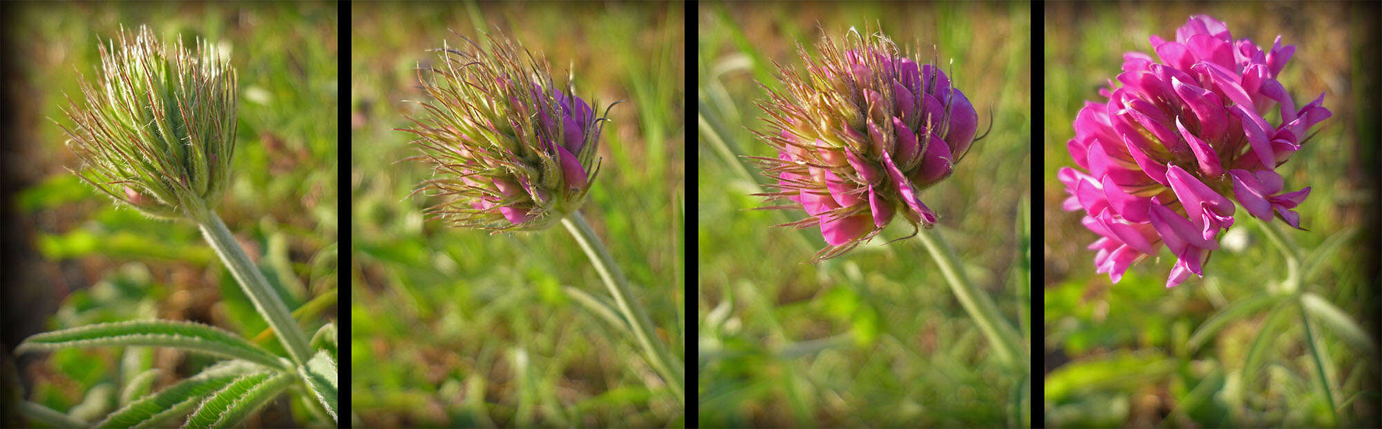 Image of Thompson's clover