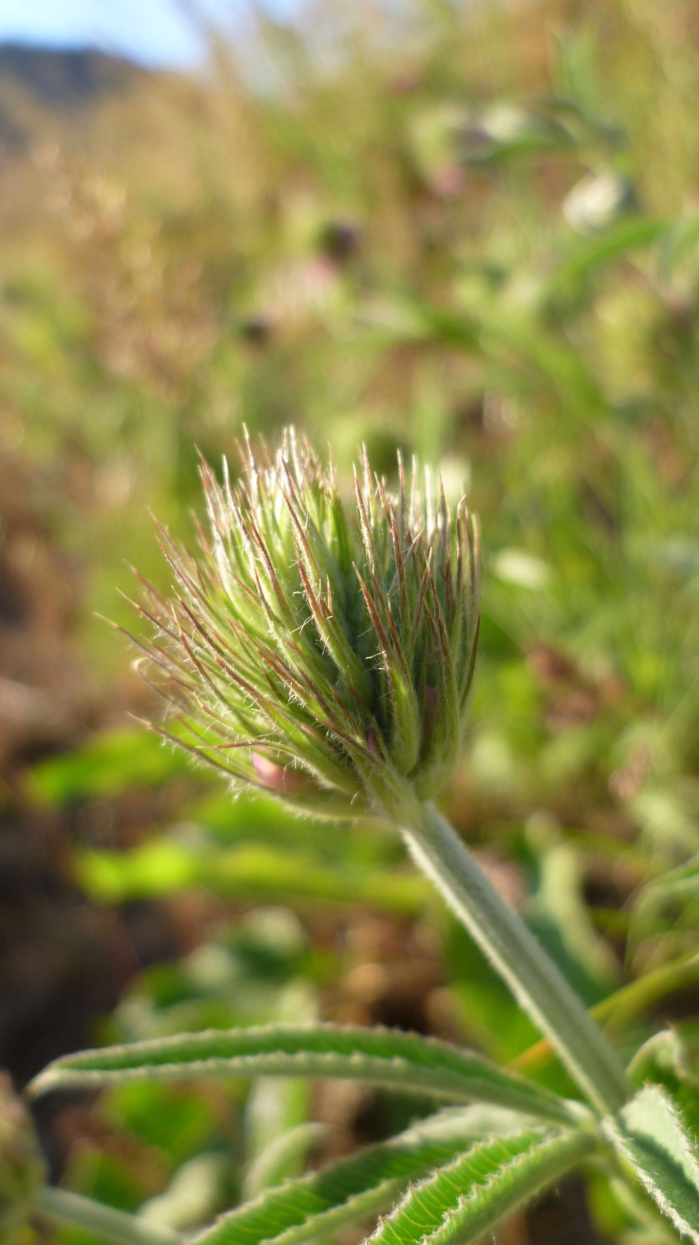 Image of Thompson's clover