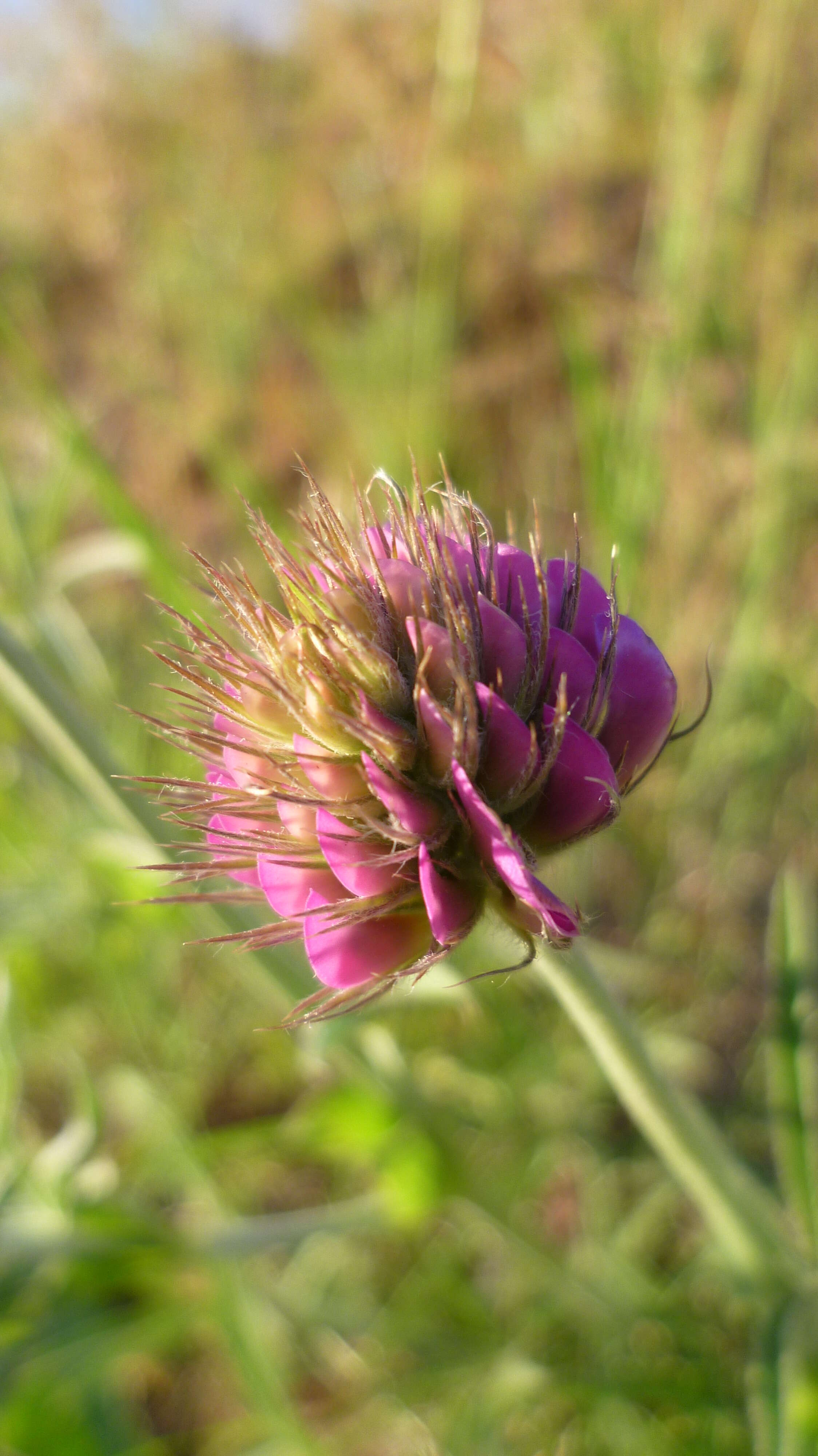 Image of Thompson's clover