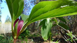 Image of Idaho trillium