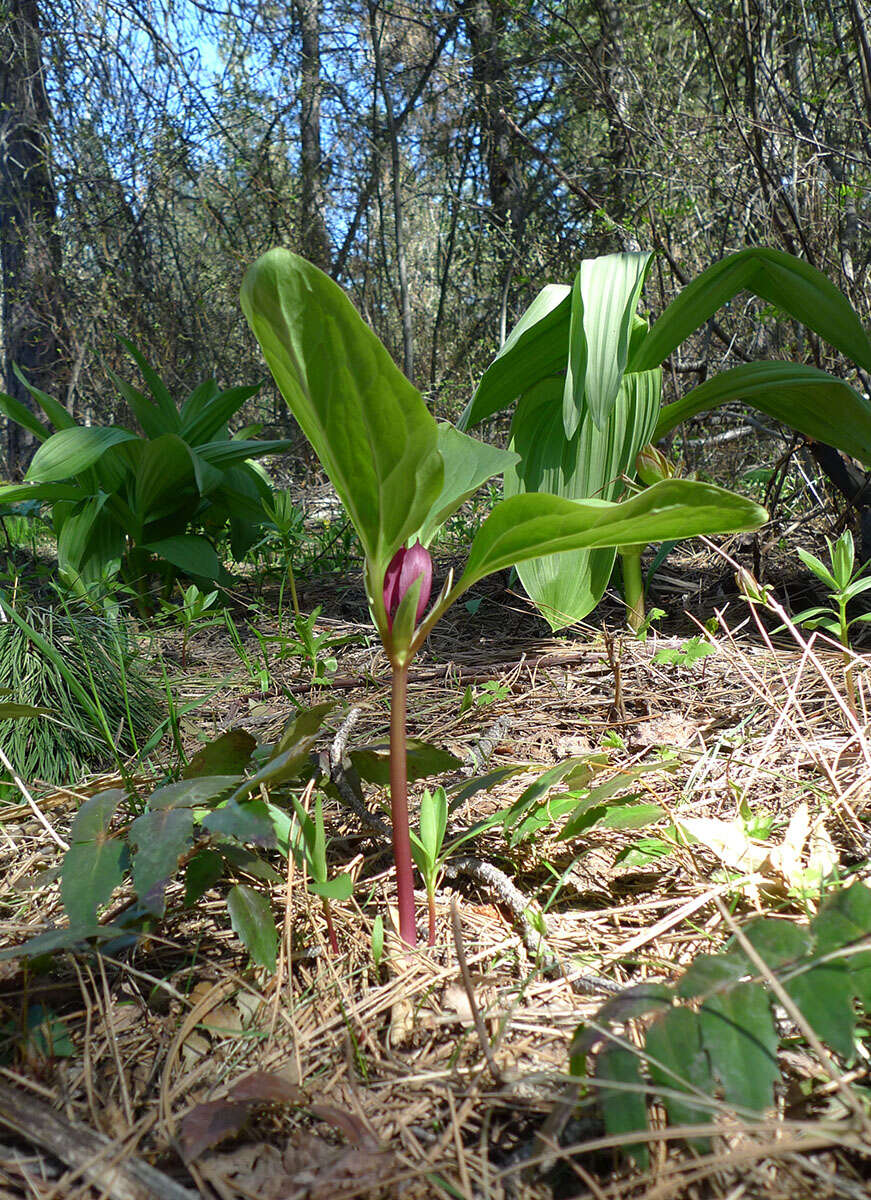 Image of Idaho trillium