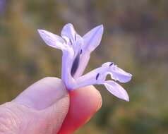 Image of largeflower triteleia