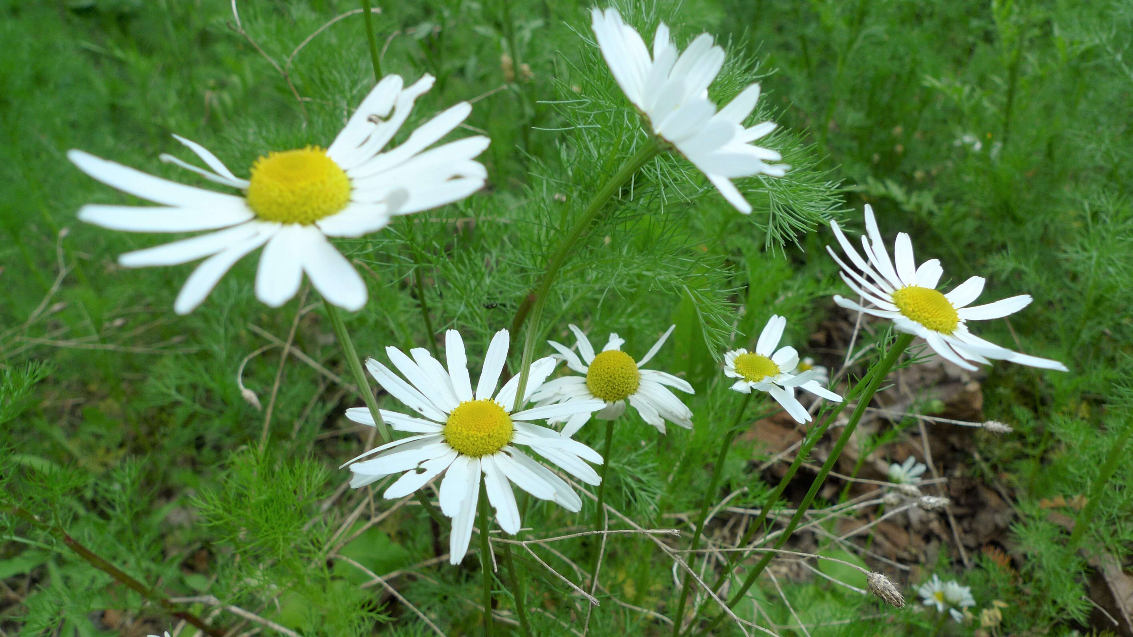 Image of scentless false mayweed