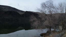 Image of Siberian Elm