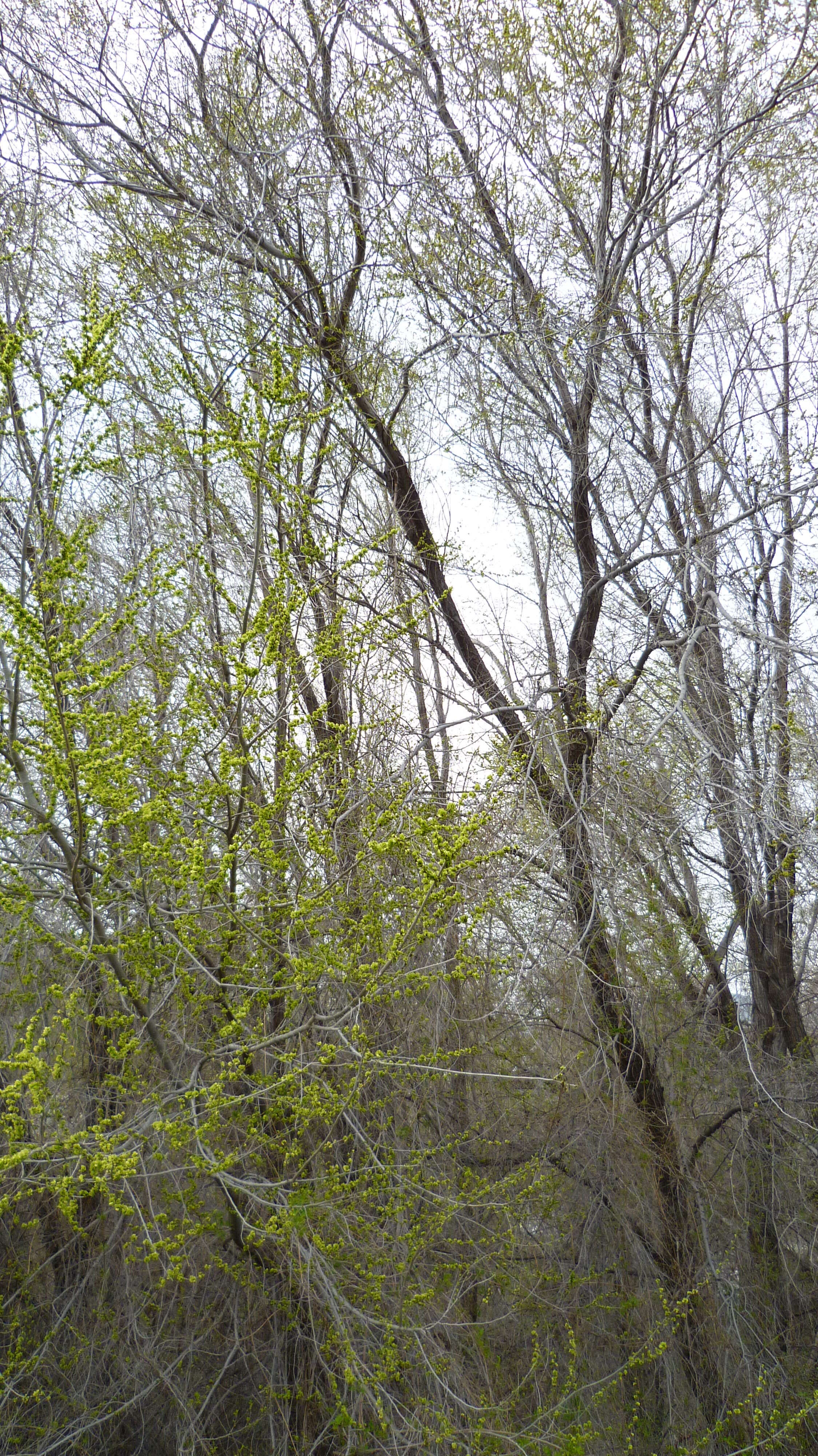 Image of Siberian Elm