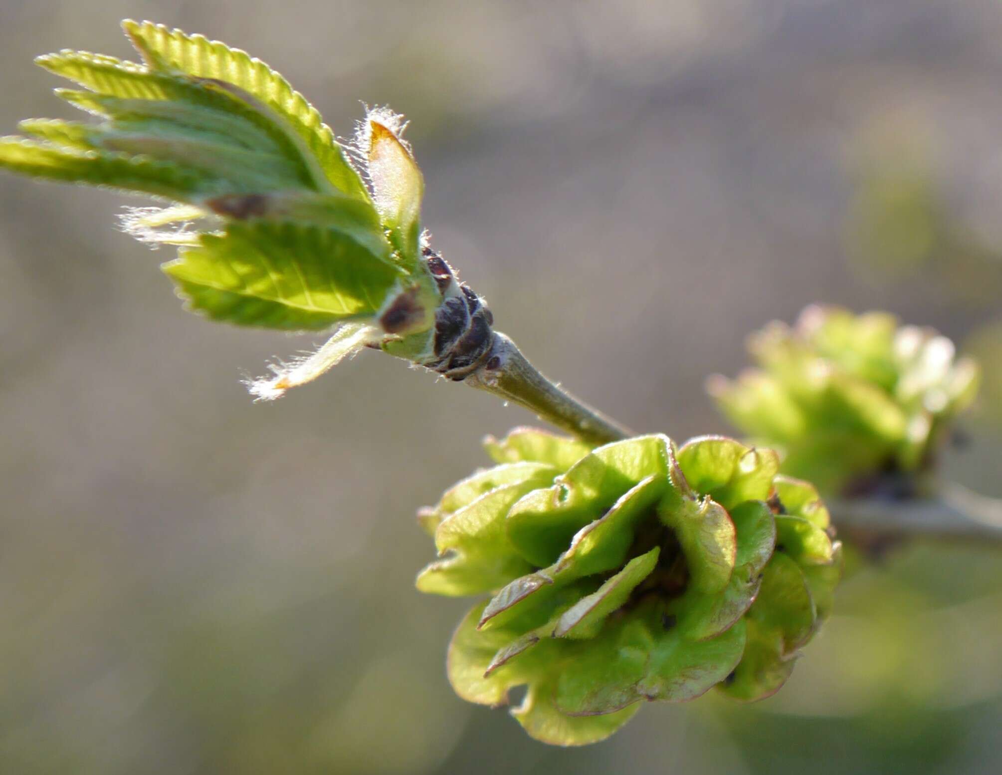 Image of Siberian Elm