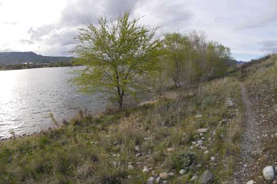 Image of Siberian Elm