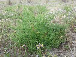 Image of sea aster