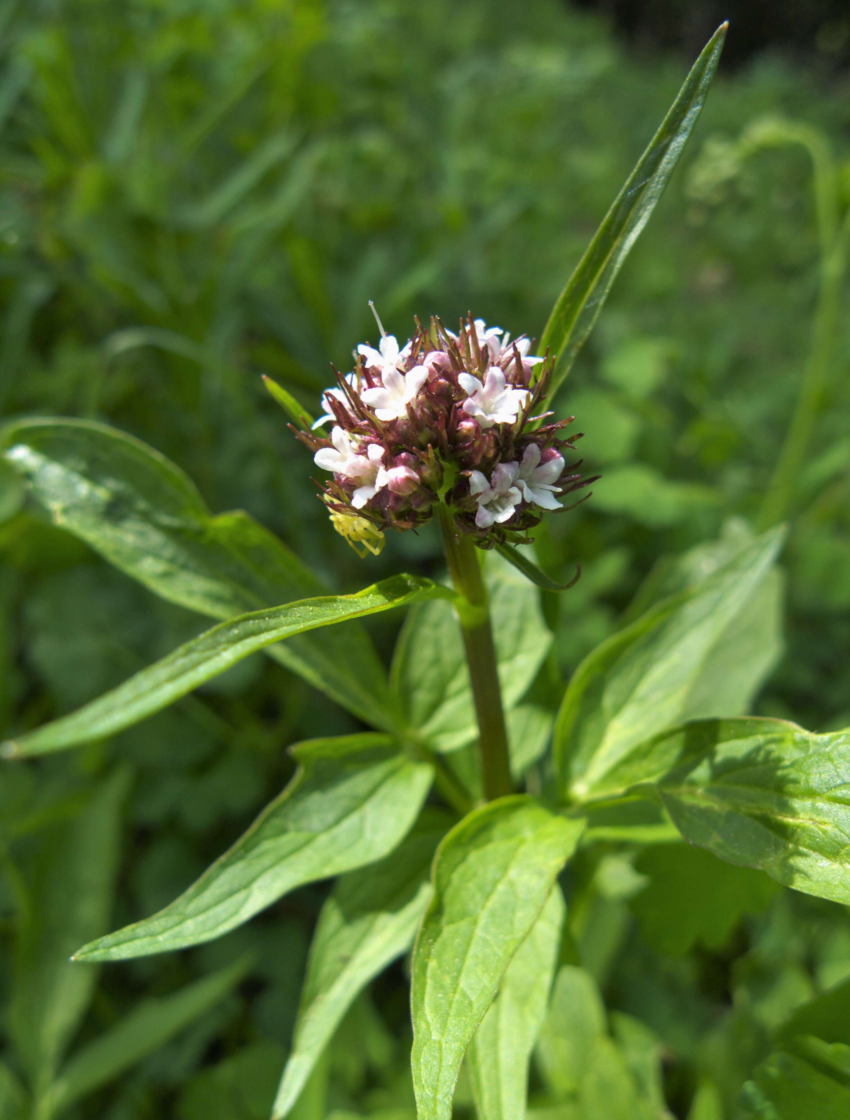 Image of Mountain Heliotrope