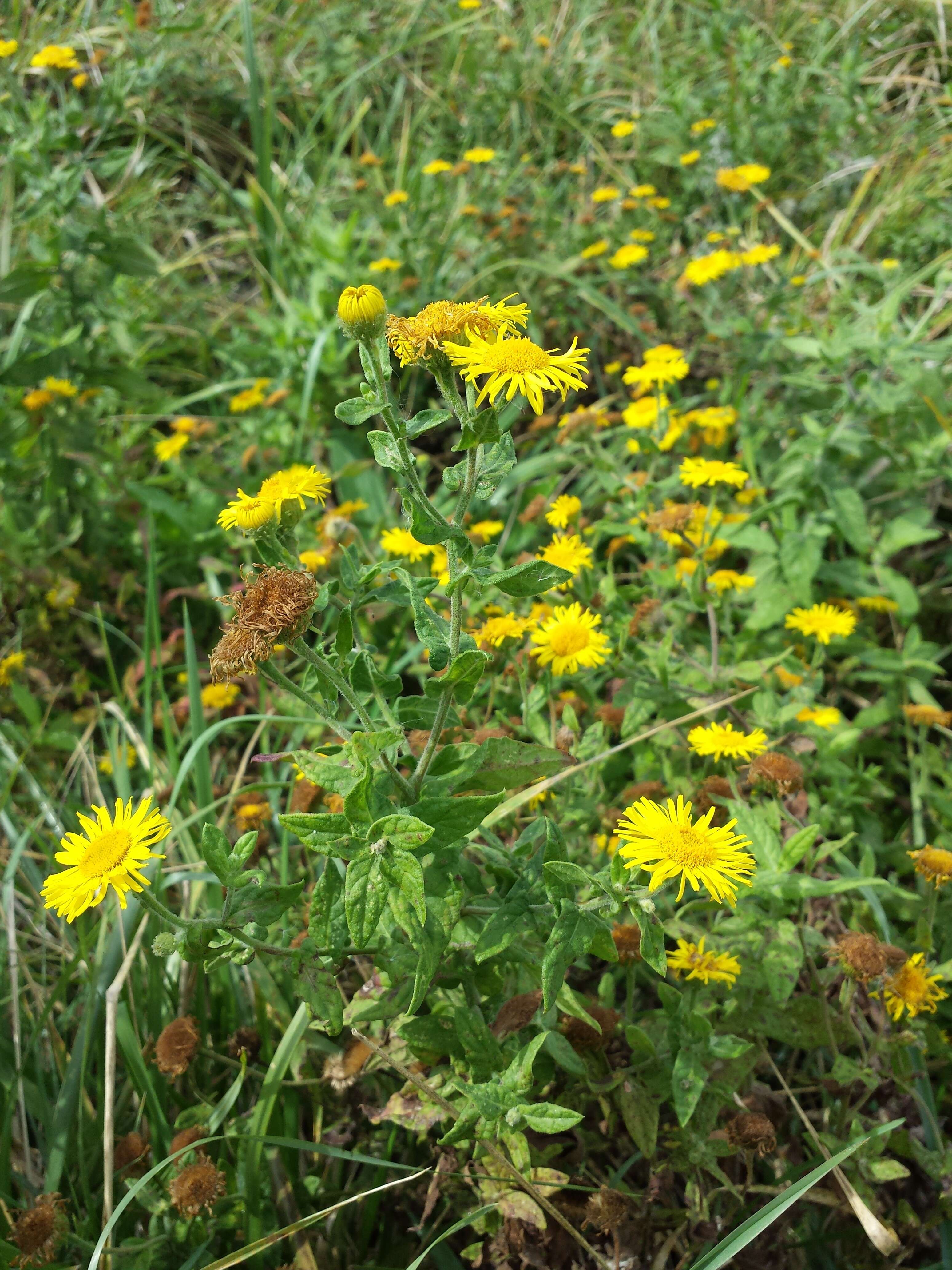 Image of common fleabane