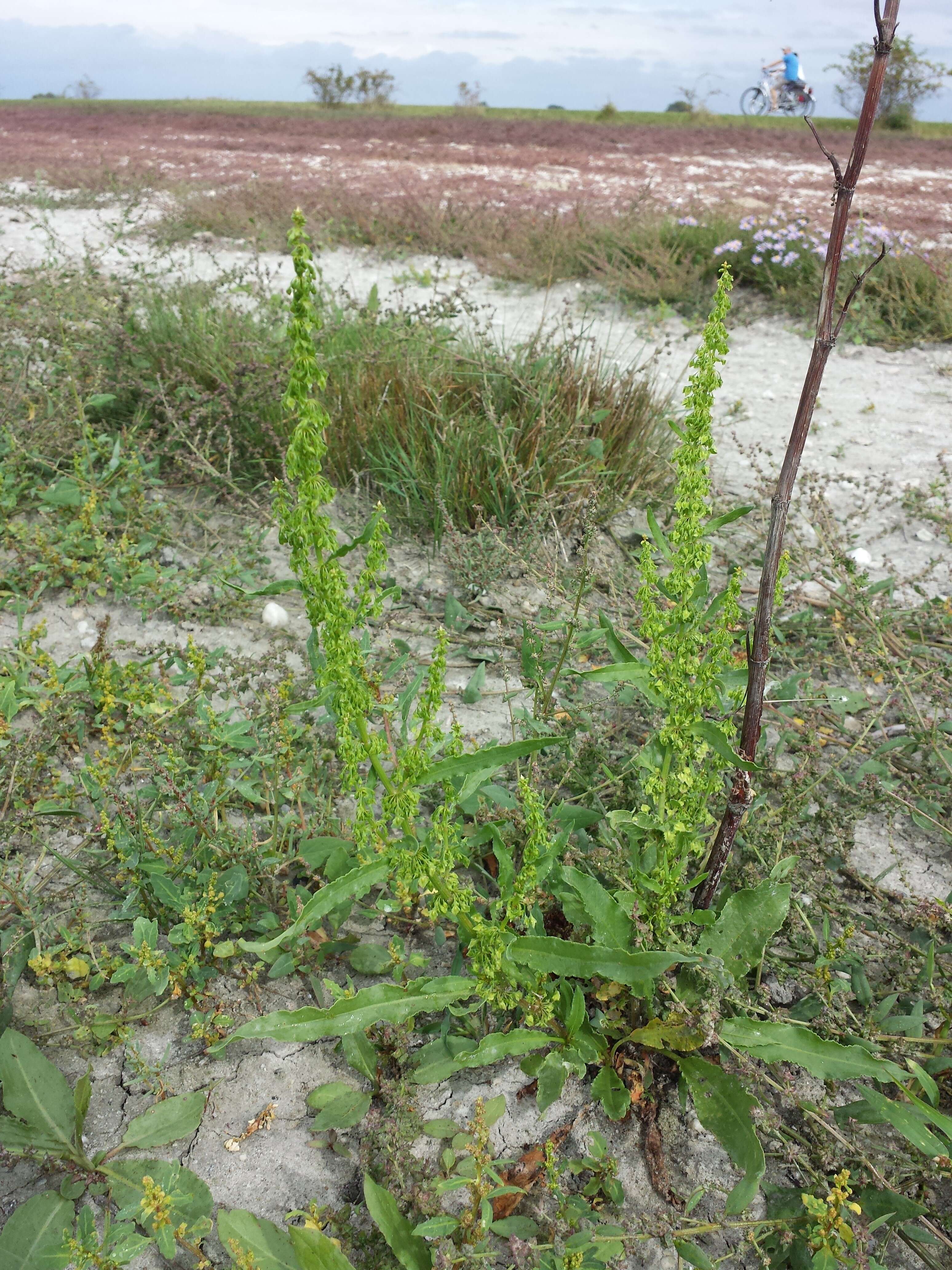 Image de Rumex stenophyllus Ledeb.