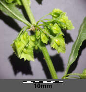 Image de Rumex stenophyllus Ledeb.