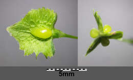 Image de Rumex stenophyllus Ledeb.