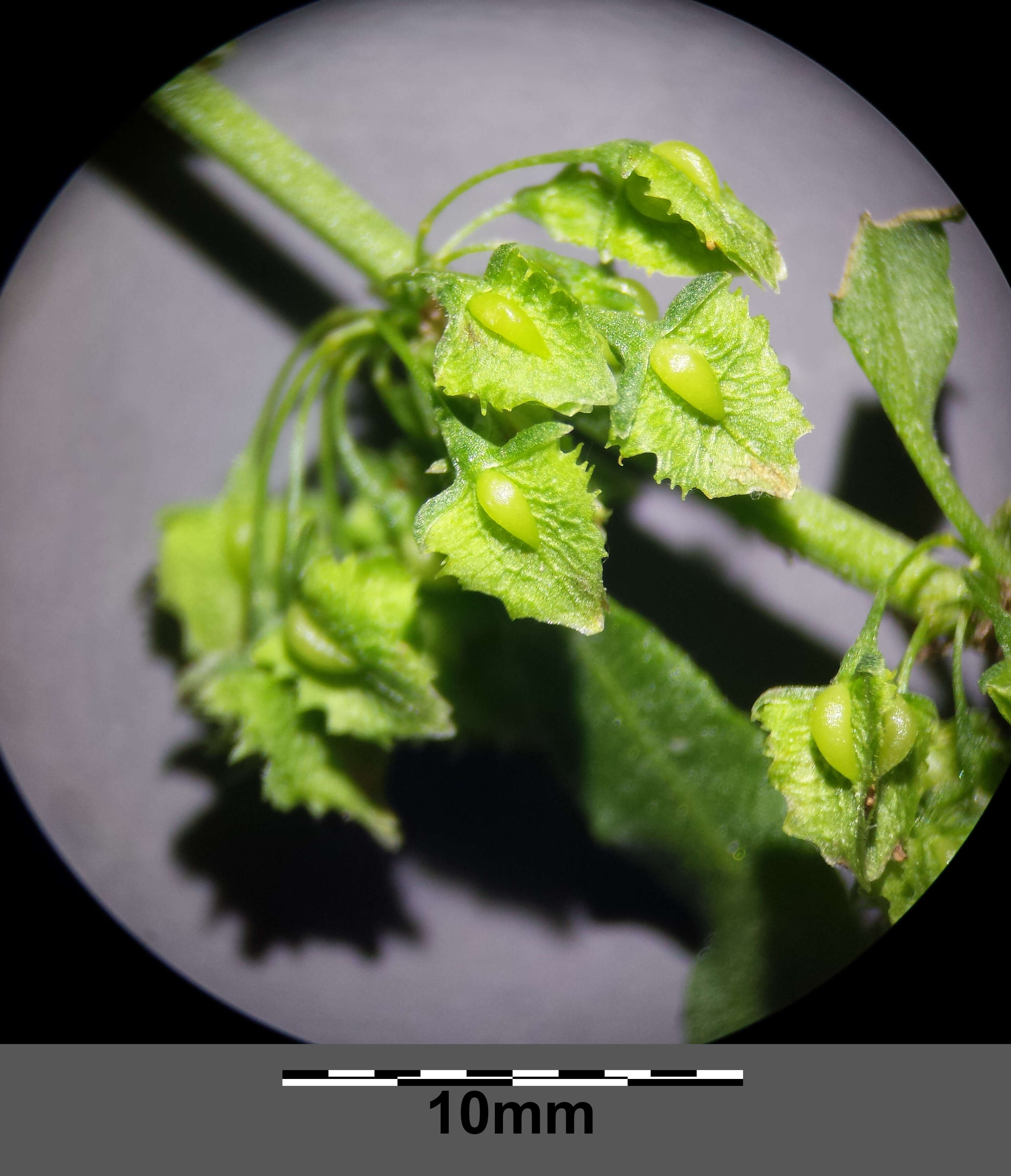 Image de Rumex stenophyllus Ledeb.