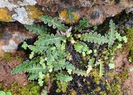 Plancia ëd Asplenium ceterach L.