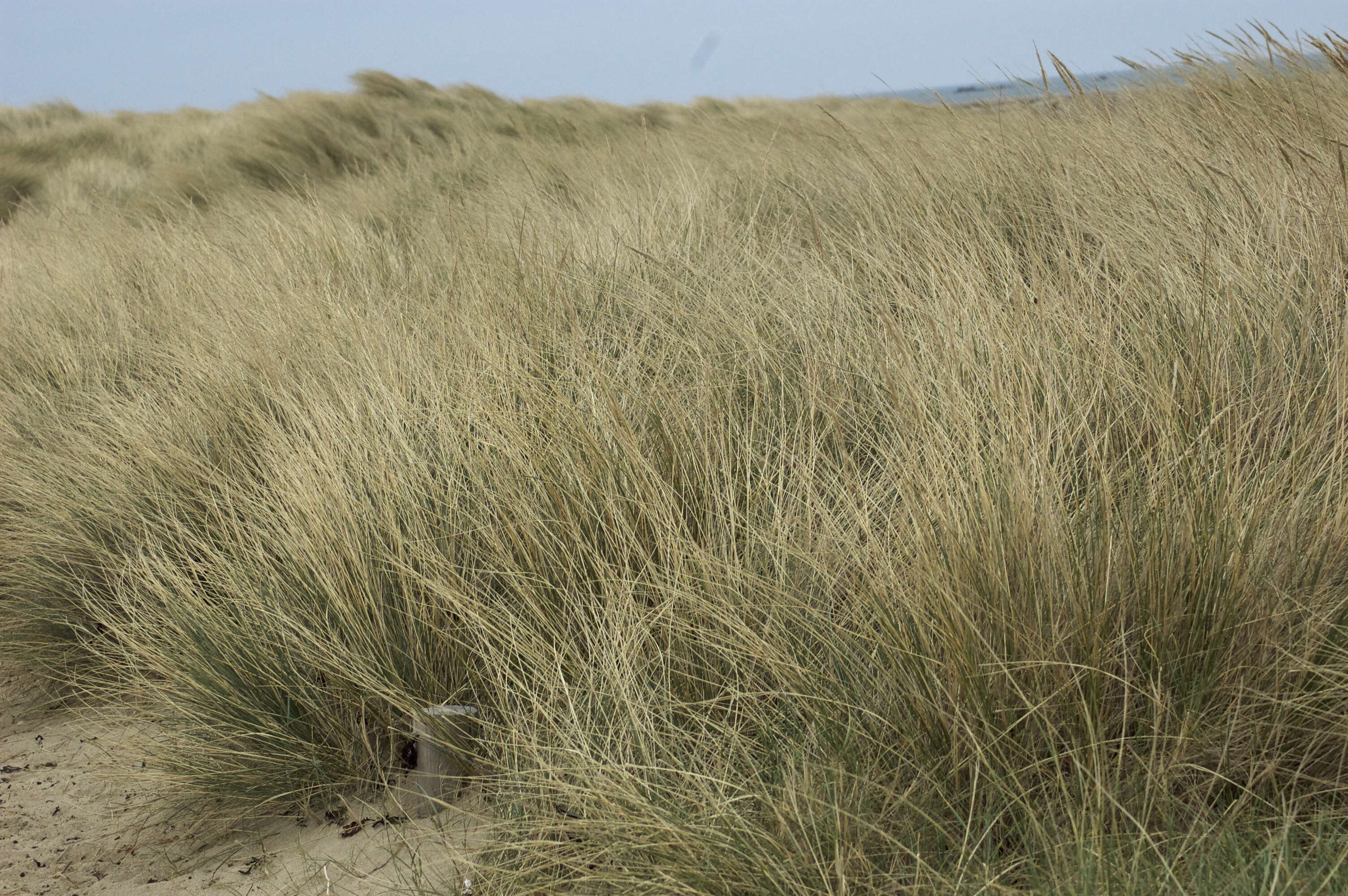 Image of European beachgrass