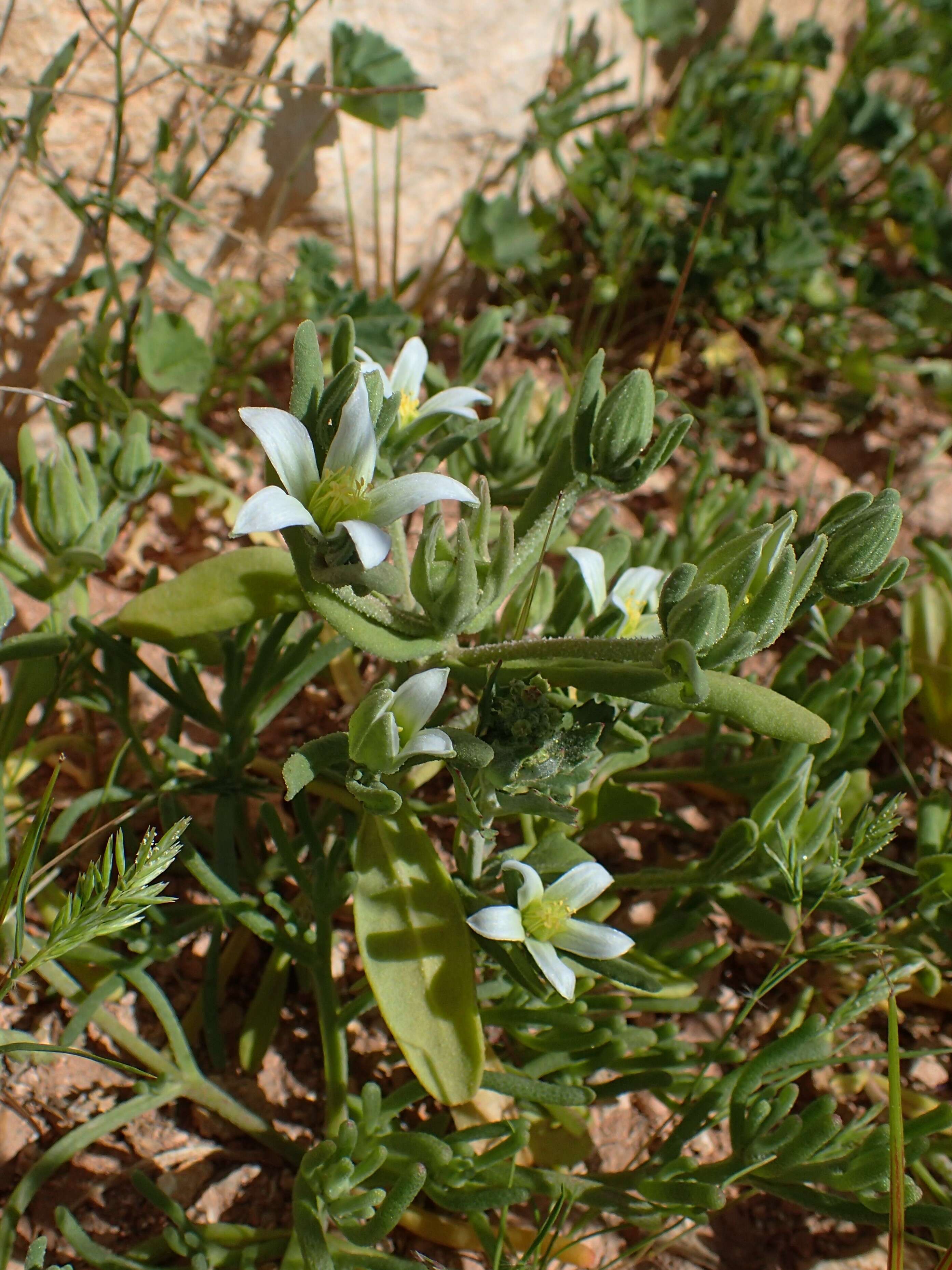 Imagem de Aizoanthemopsis hispanica (L.) Klak