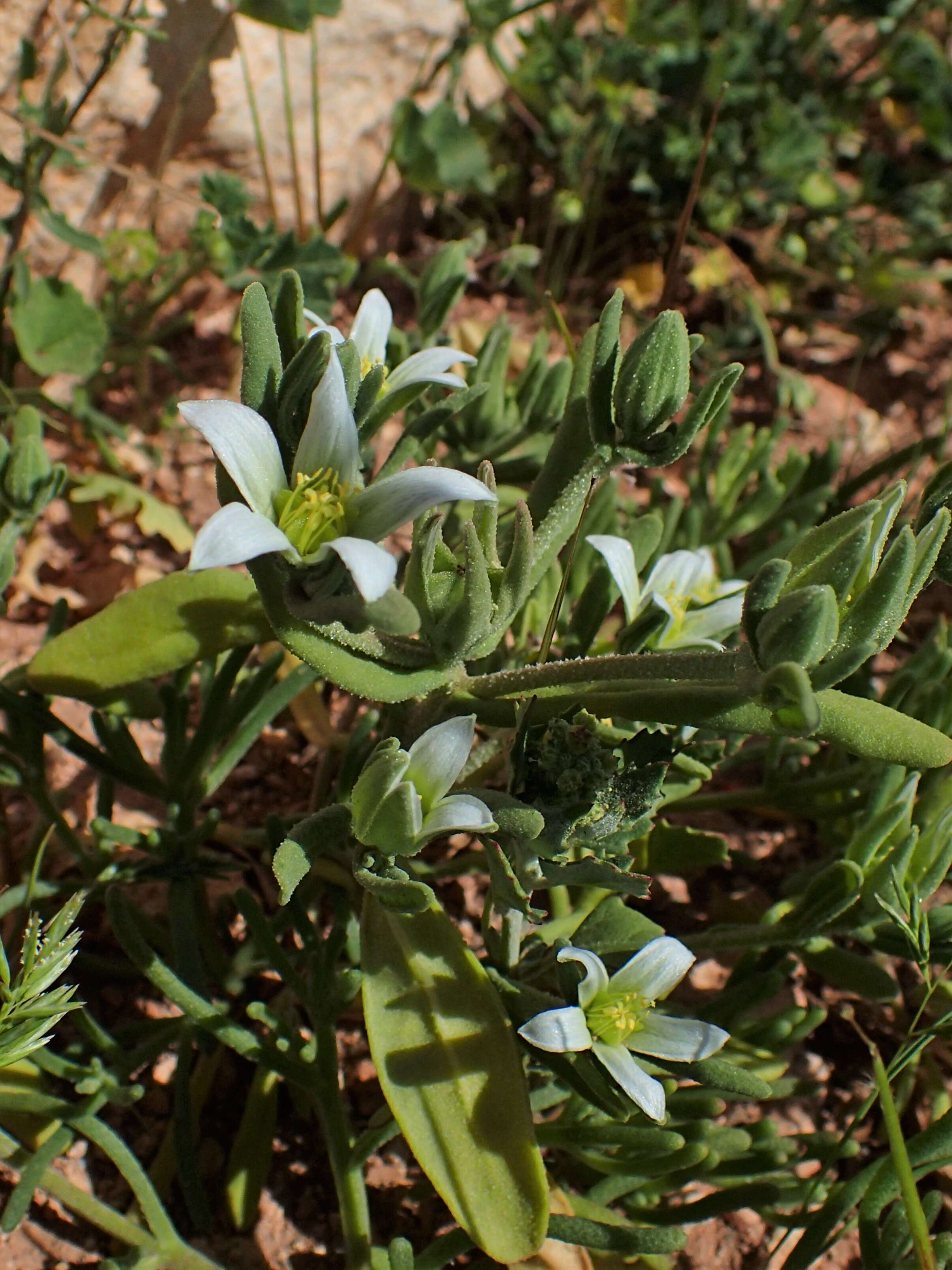 Imagem de Aizoanthemopsis hispanica (L.) Klak