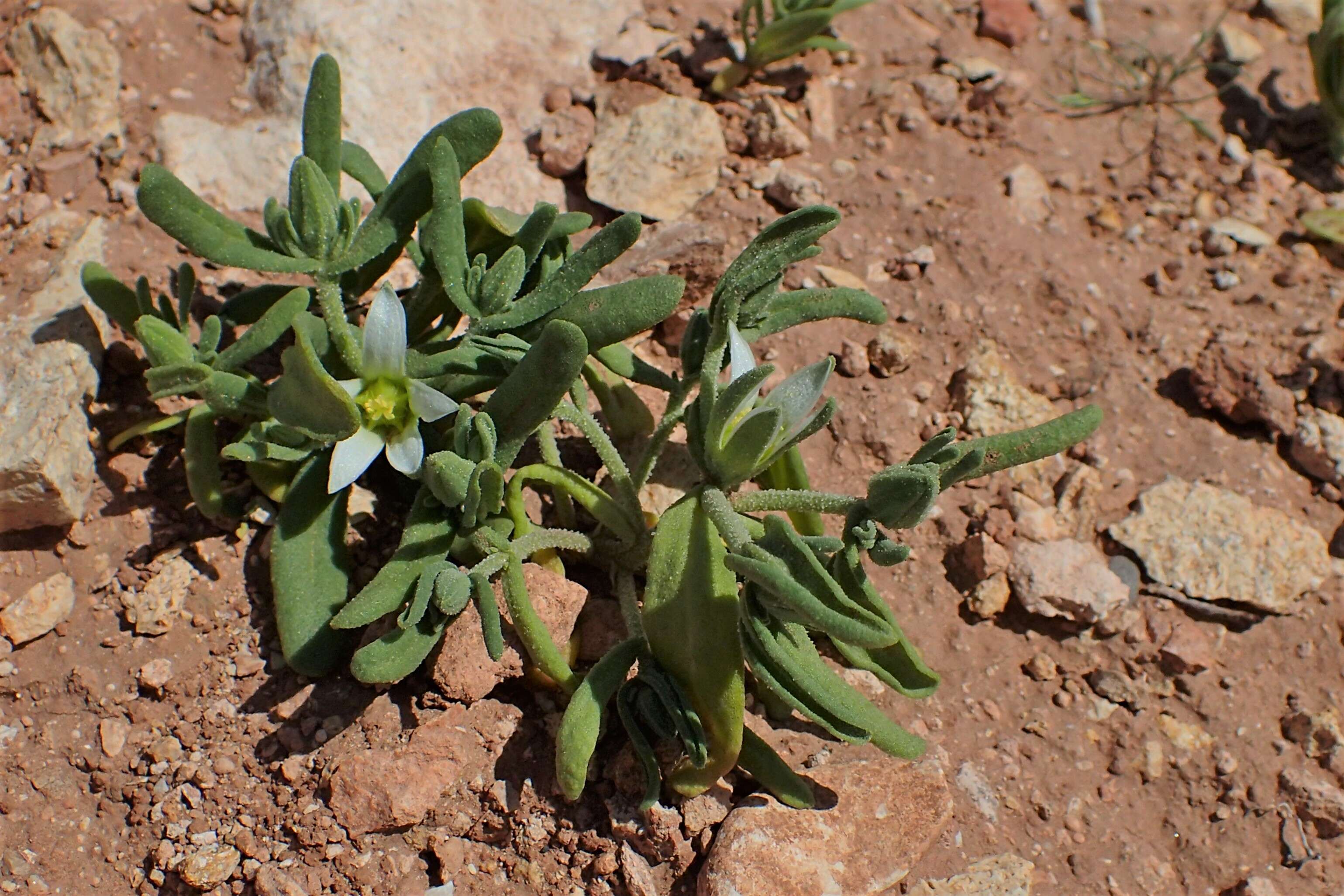 Imagem de Aizoanthemopsis hispanica (L.) Klak