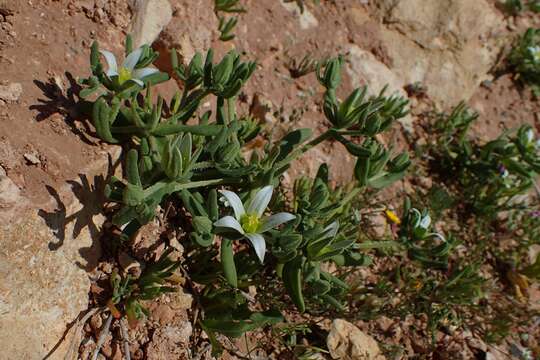 Imagem de Aizoanthemopsis hispanica (L.) Klak