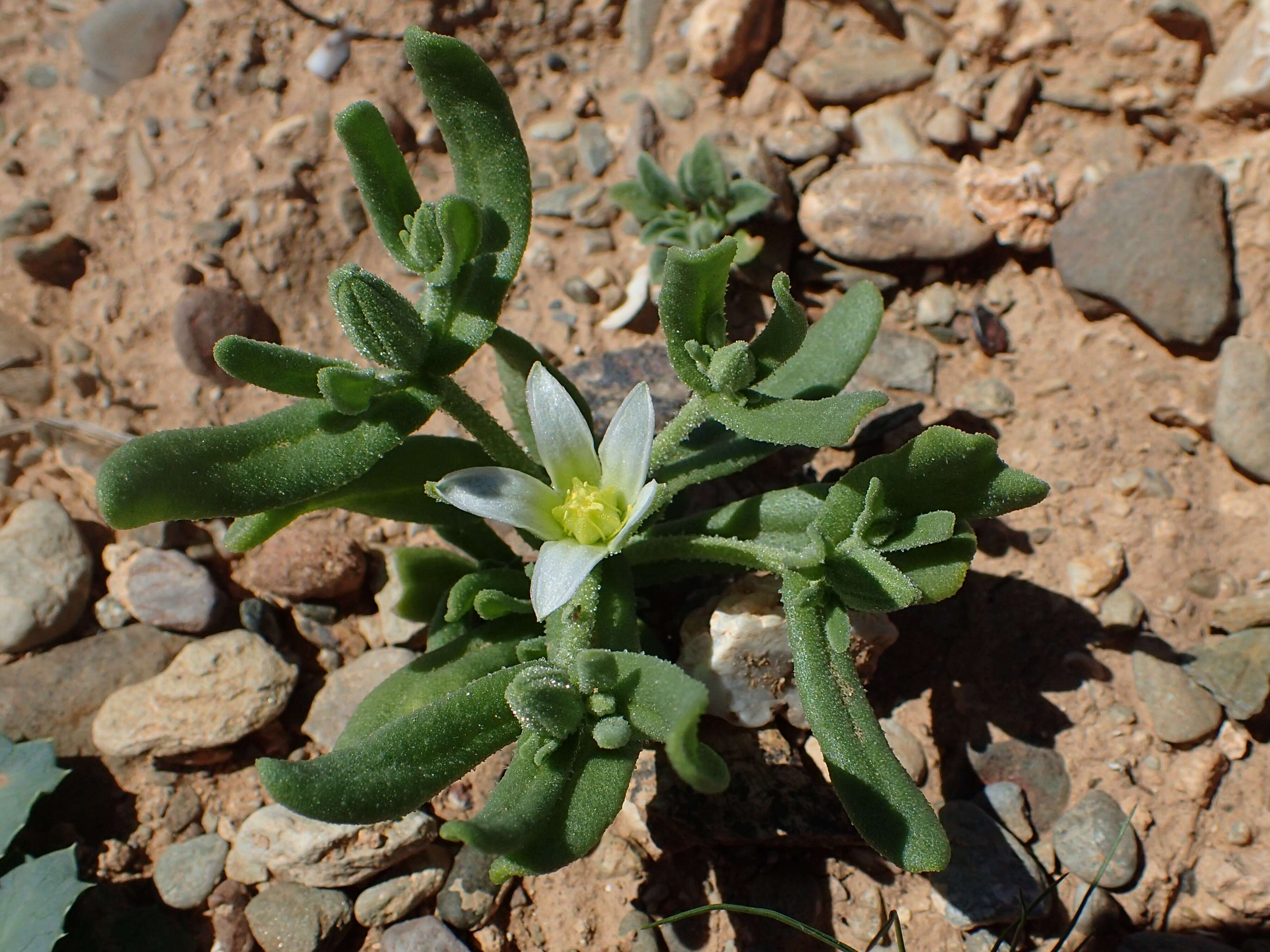 Imagem de Aizoanthemopsis hispanica (L.) Klak