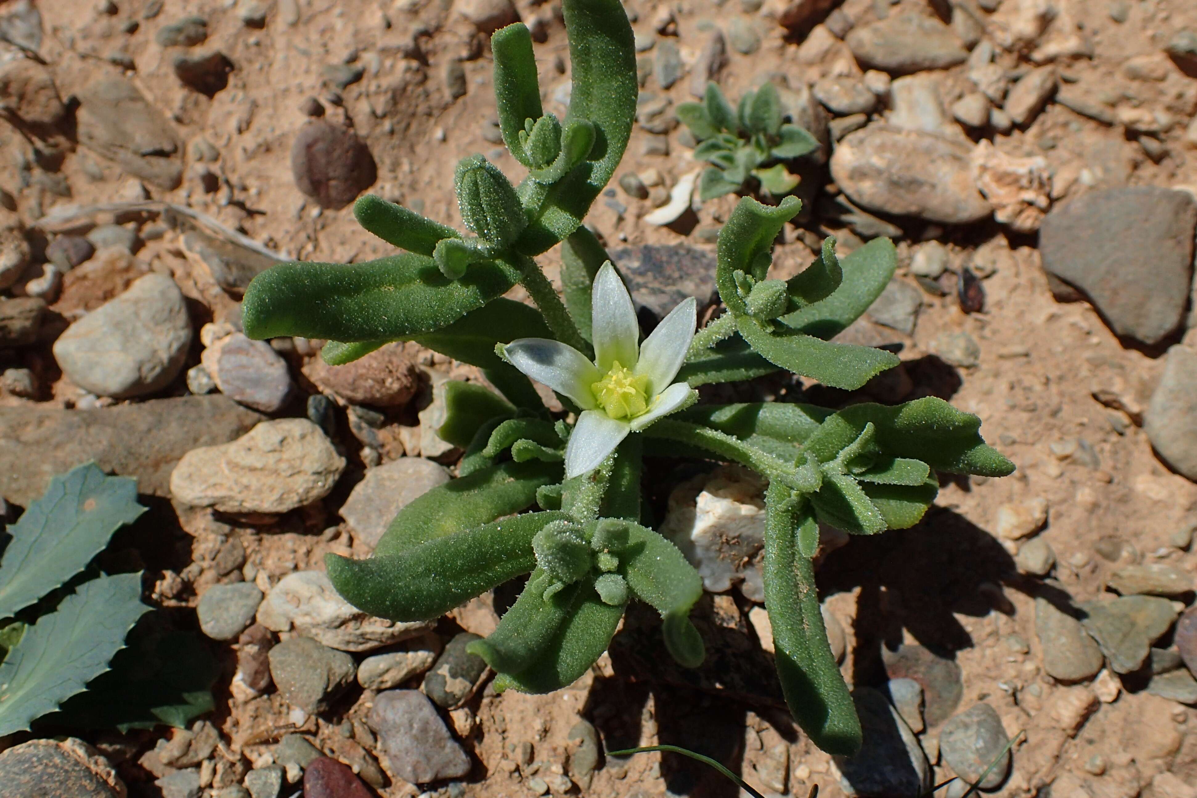 Image of Aizoanthemopsis hispanica (L.) Klak