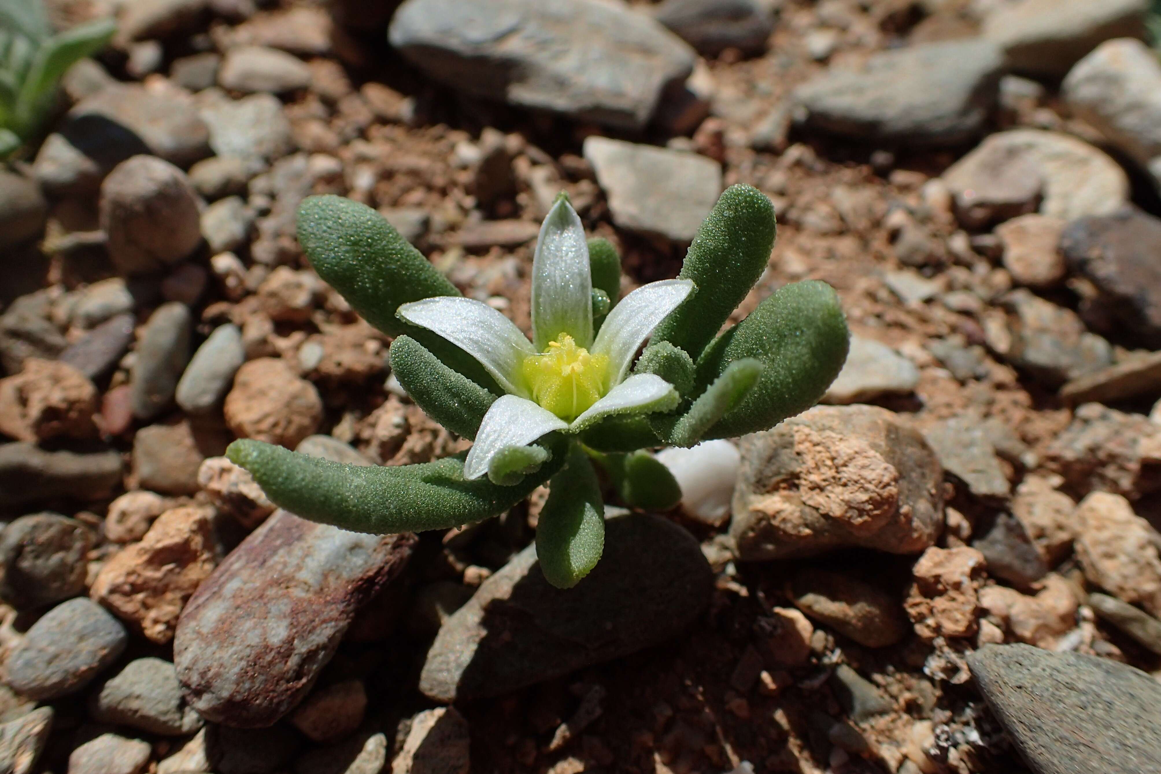 Imagem de Aizoanthemopsis hispanica (L.) Klak