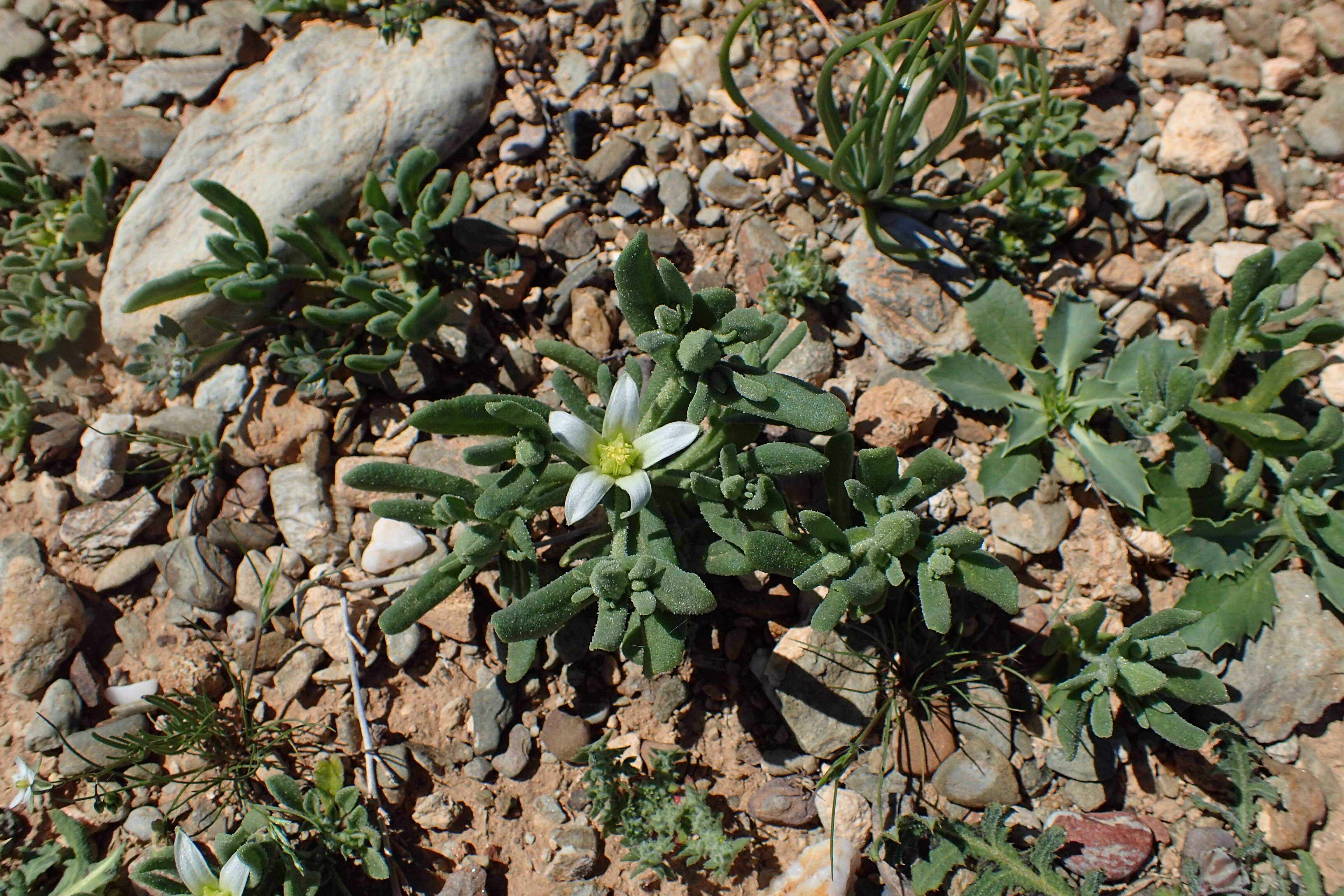 Imagem de Aizoanthemopsis hispanica (L.) Klak