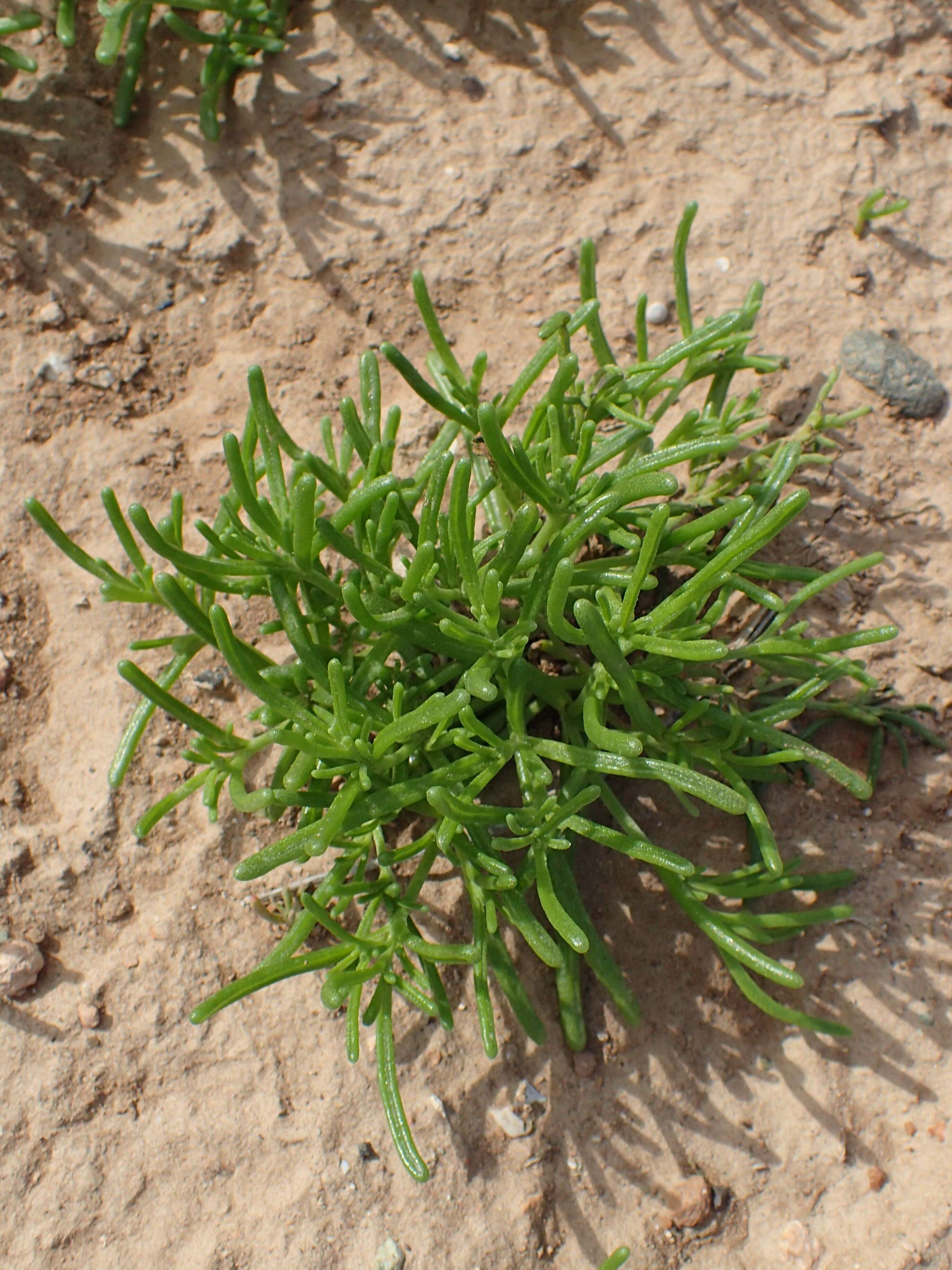 Mesembryanthemum nodiflorum L.的圖片