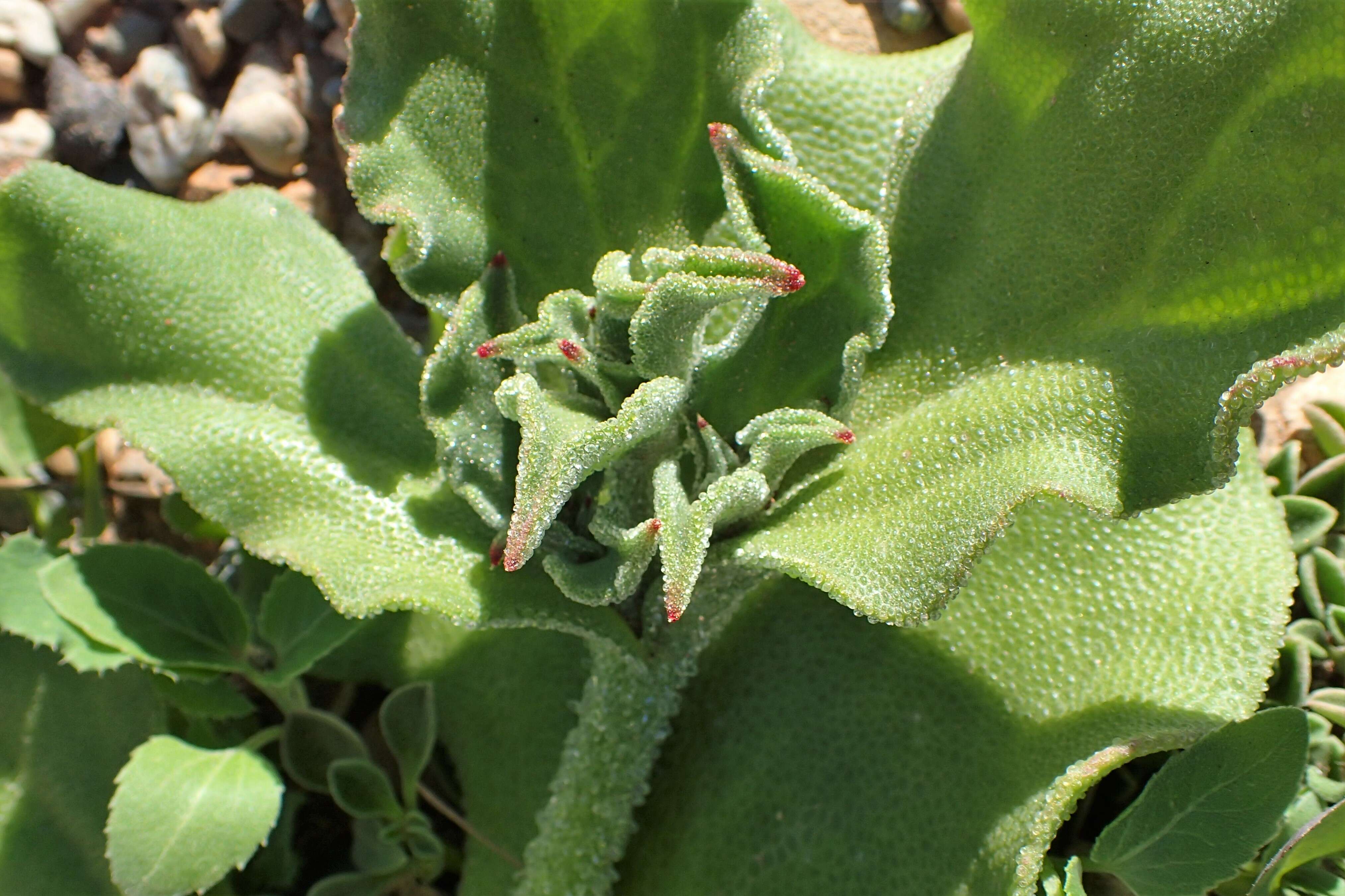 Image of common iceplant