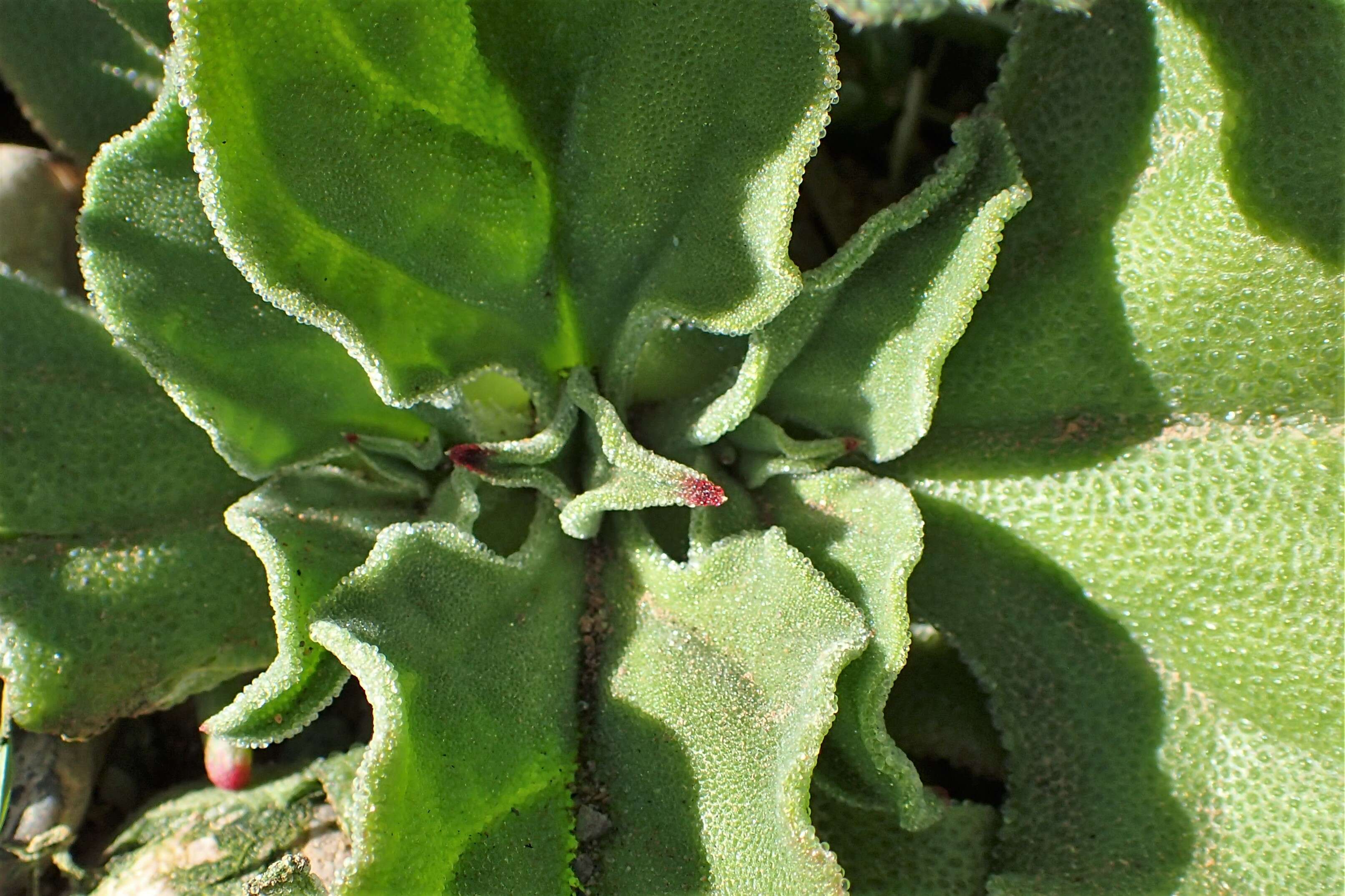 Image of common iceplant