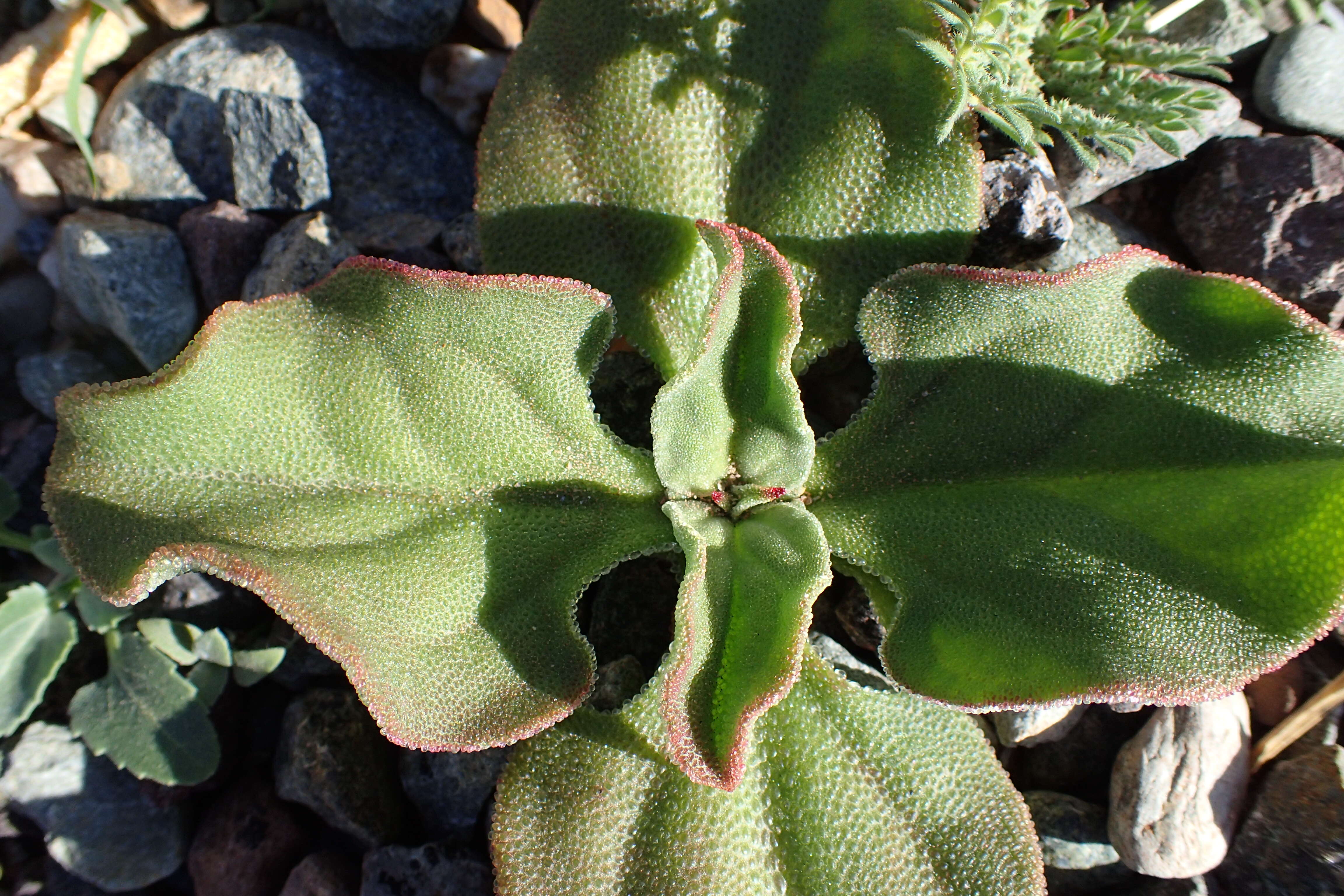 Image of common iceplant