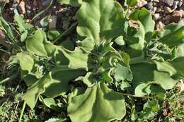 Image of common iceplant