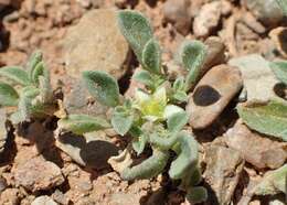 Image of Purslane-leaved aizoon