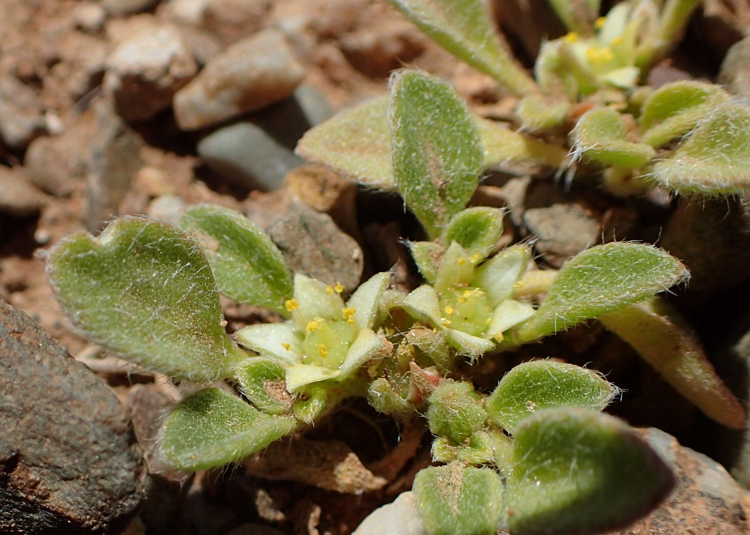 Image of Purslane-leaved aizoon