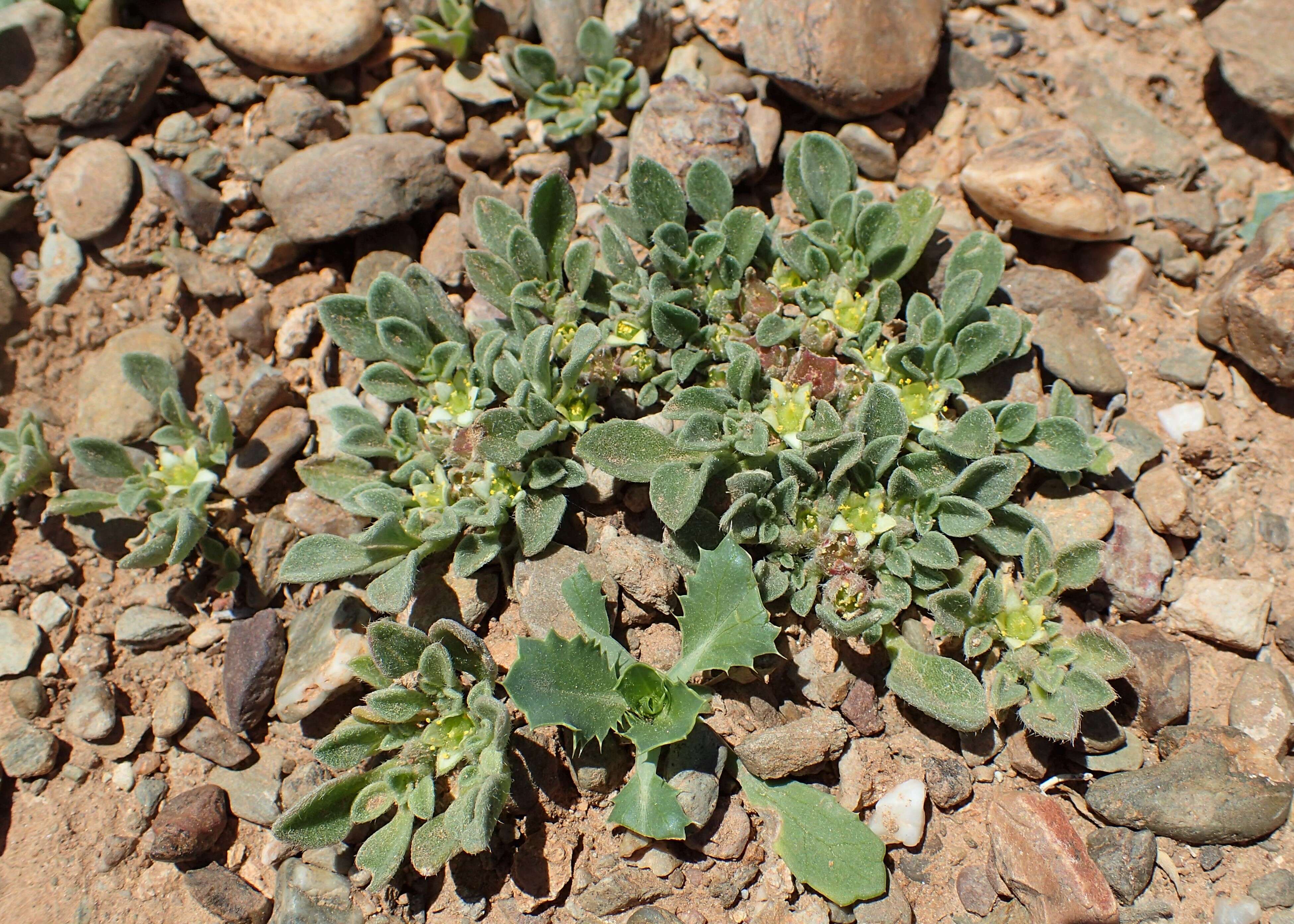 Image of Purslane-leaved aizoon