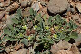 Image of Purslane-leaved aizoon