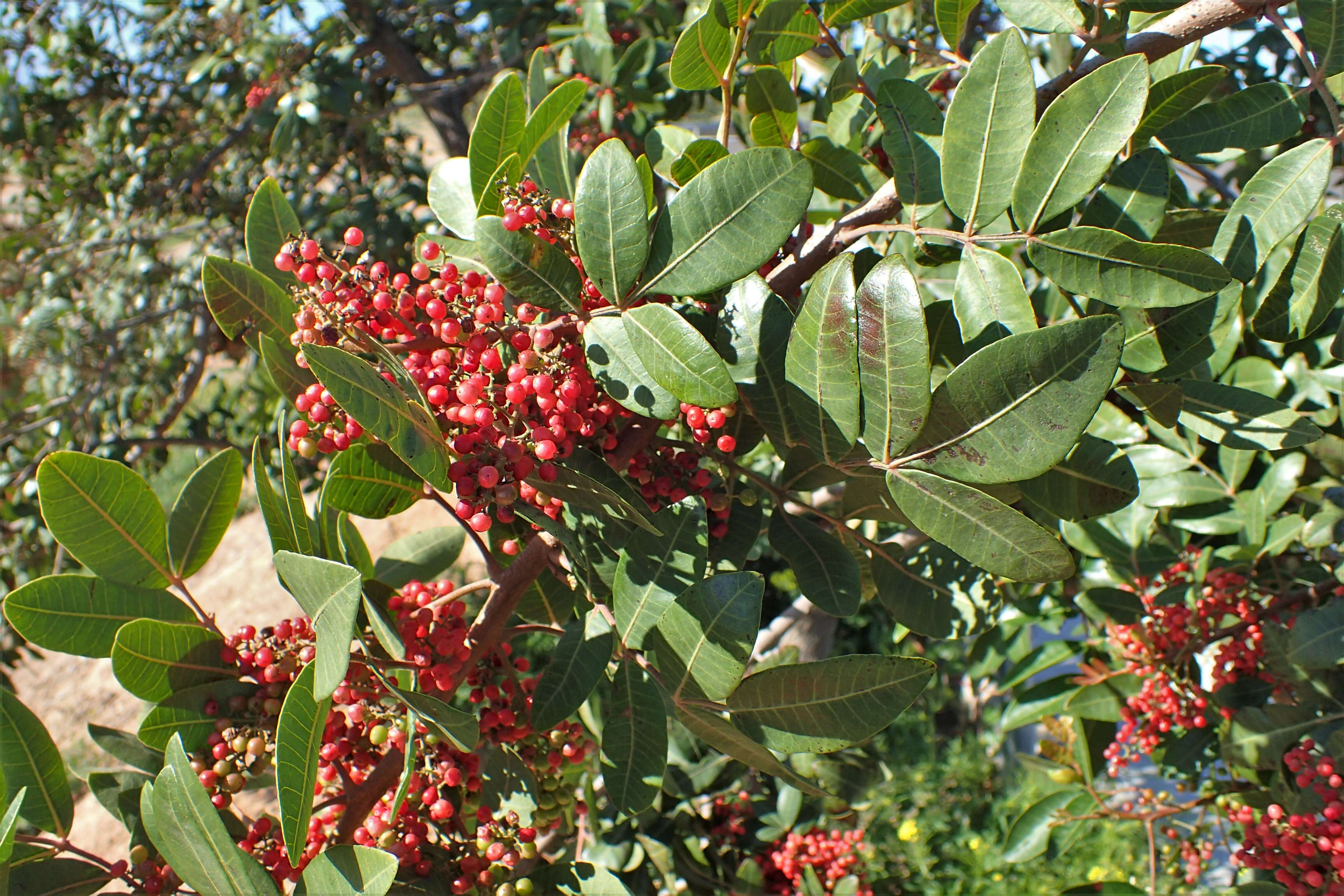 Image of Cyprus turpentine