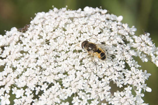 Imagem de Eristalis arbustorum (Linnaeus 1758)